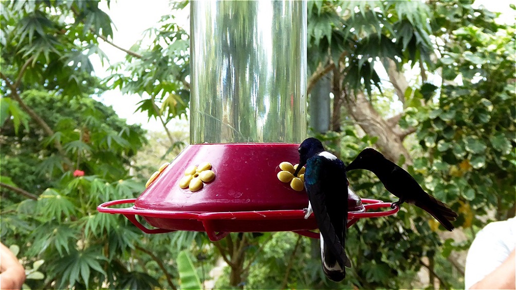 Hmmm - schmeckt süß !