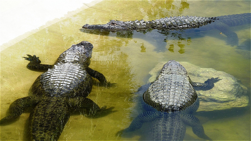 Ausgewachsene Alligatoren