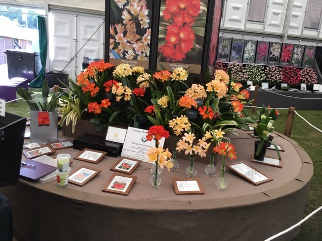 Clivias with display of Agapanthus, Nerine and Amarine in background.