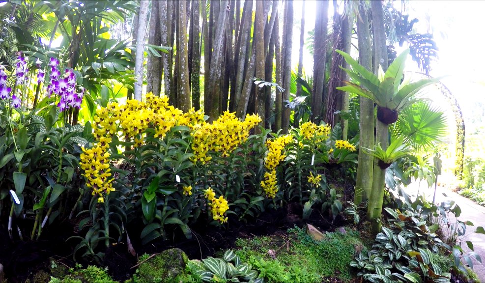 Der Park beherbergt die weltweit größte Orchideensammlung