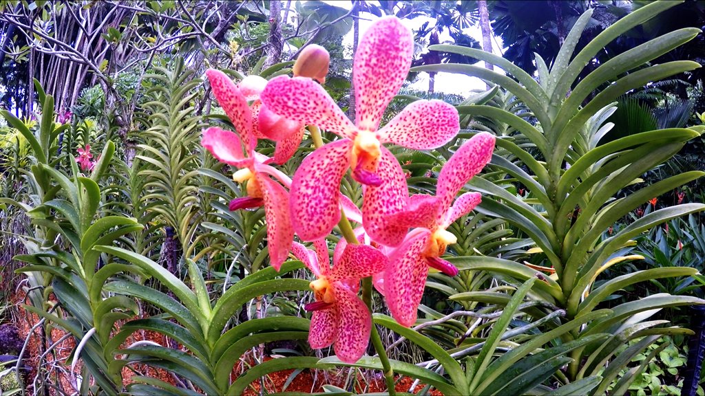 https://0501.nccdn.net/4_2/000/000/064/d40/Orchid-6.JPG