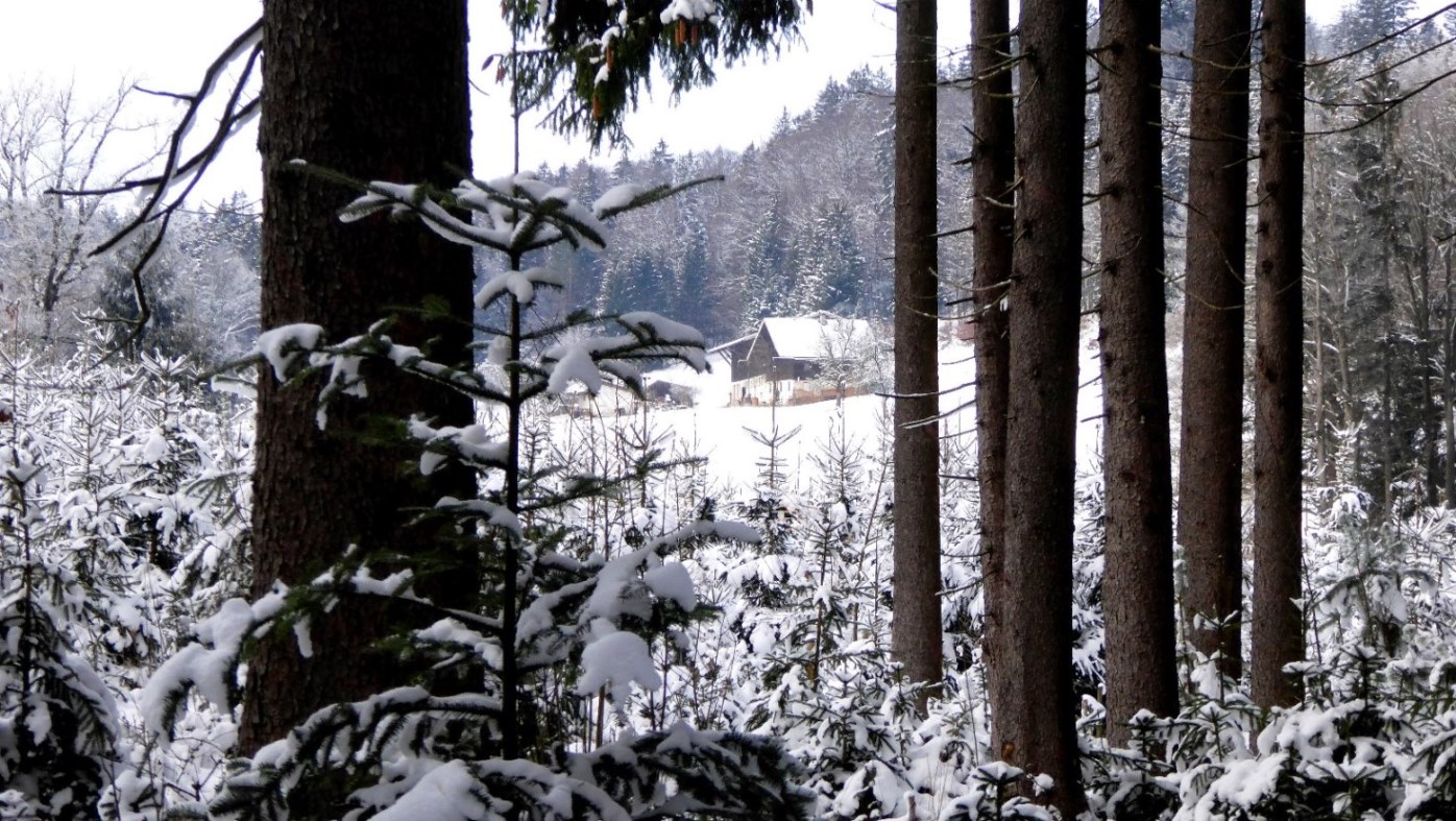 Versteckt im Wald - der "Schlossmoar"