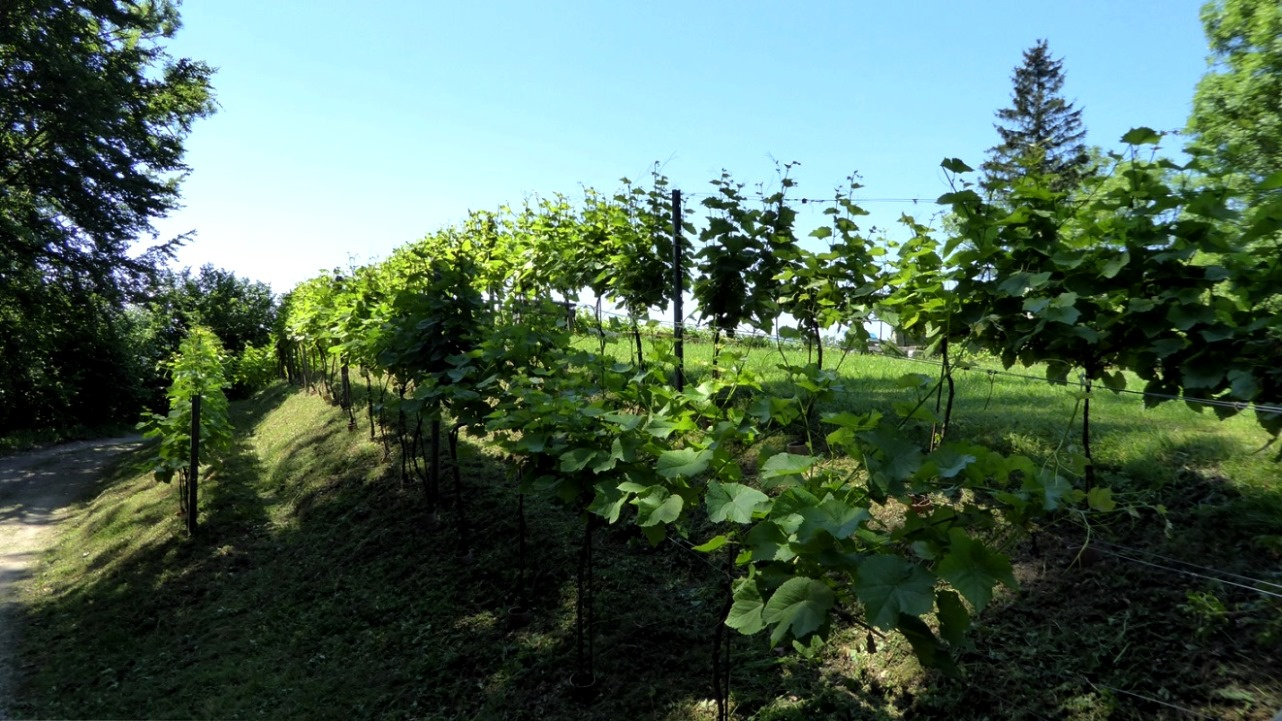 Ostseite des Weingartens