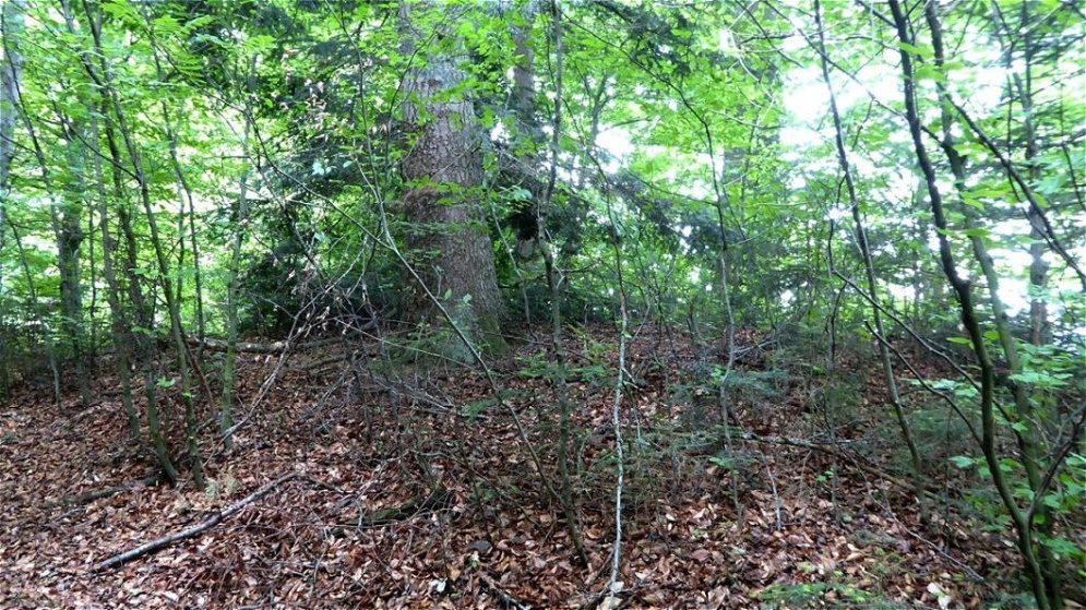 Hügelgrab mit Überwuchs