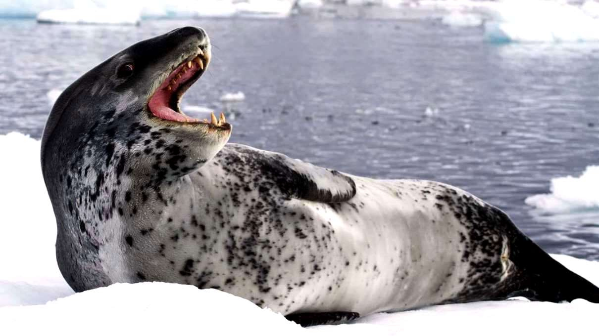 Seeleopard - Beutegreifer