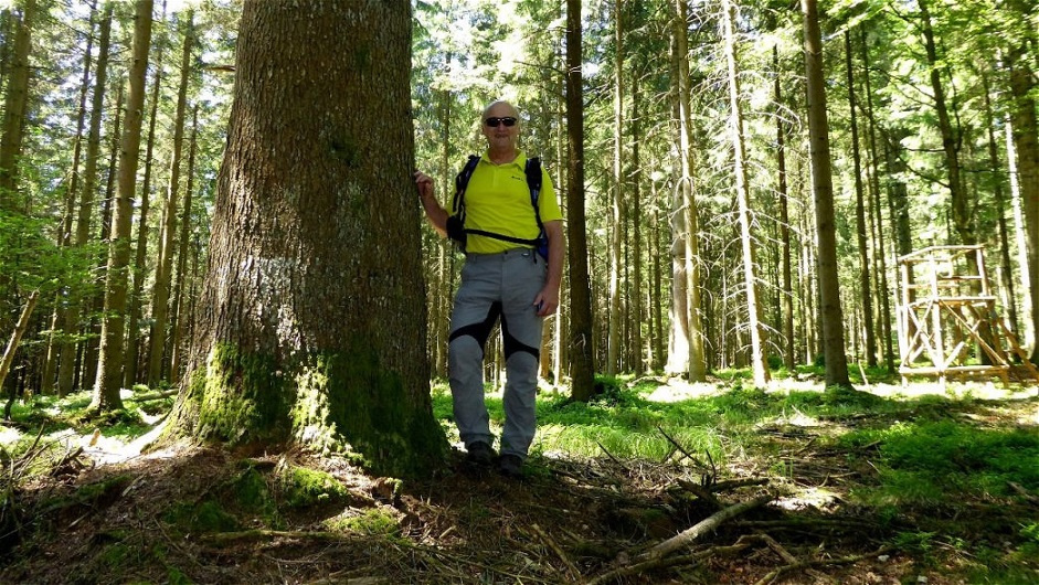 Eine mächtige Fichte