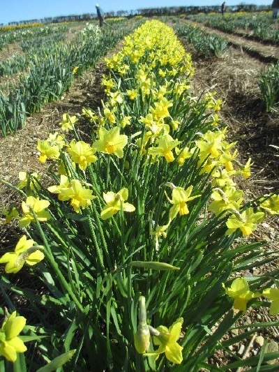 He has built up a good collection of historic daffodils, which are growing in the bulb fields along with his other stock.