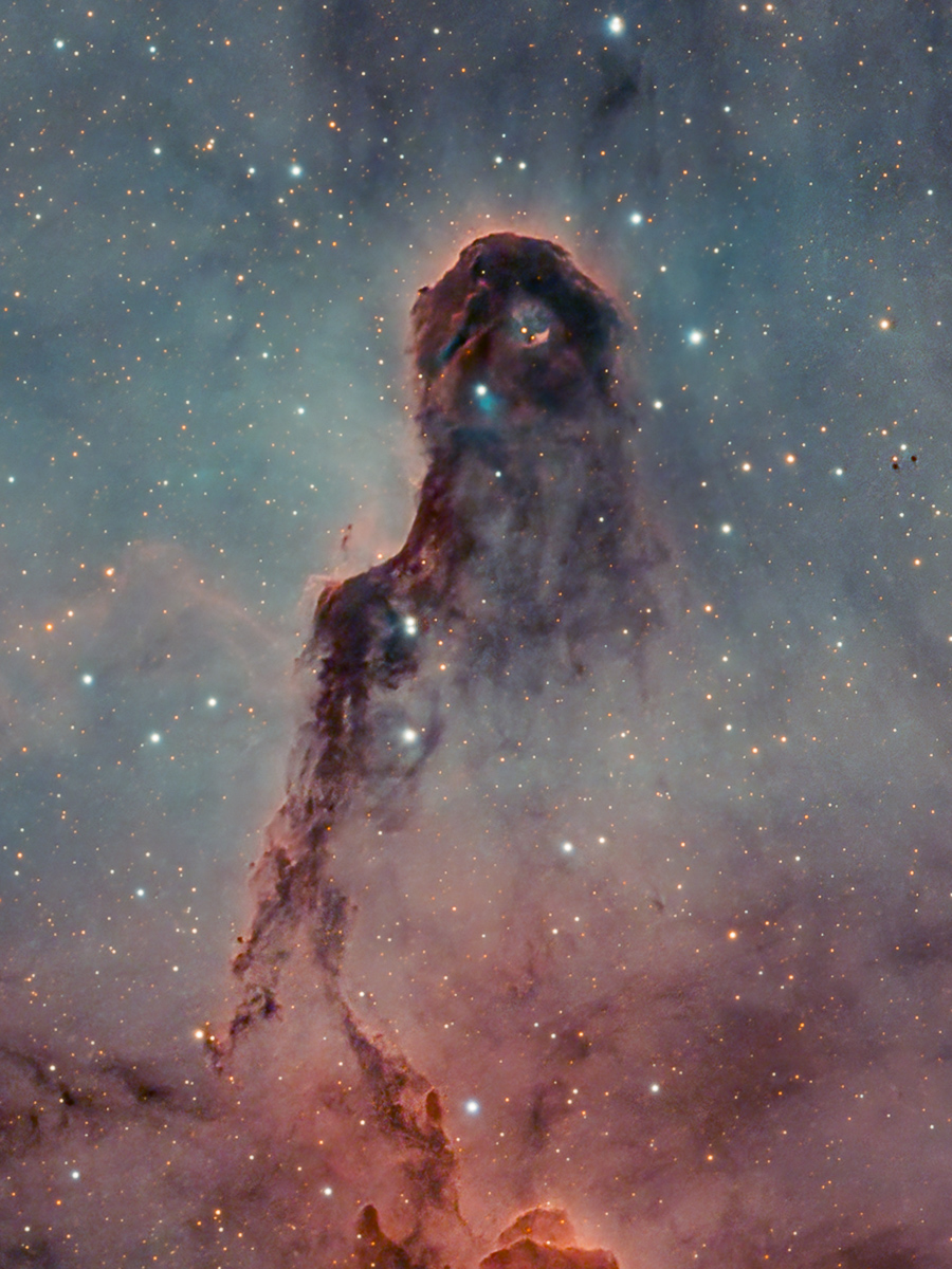 Elefant Trunk Detail