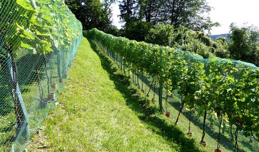 Die Schutznetze sind angebracht !
