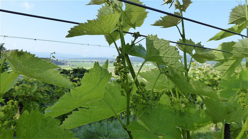 Bald beginnt die Blüte !