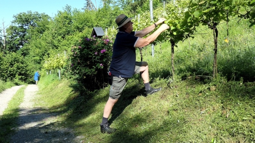 Befestigen der Triebe