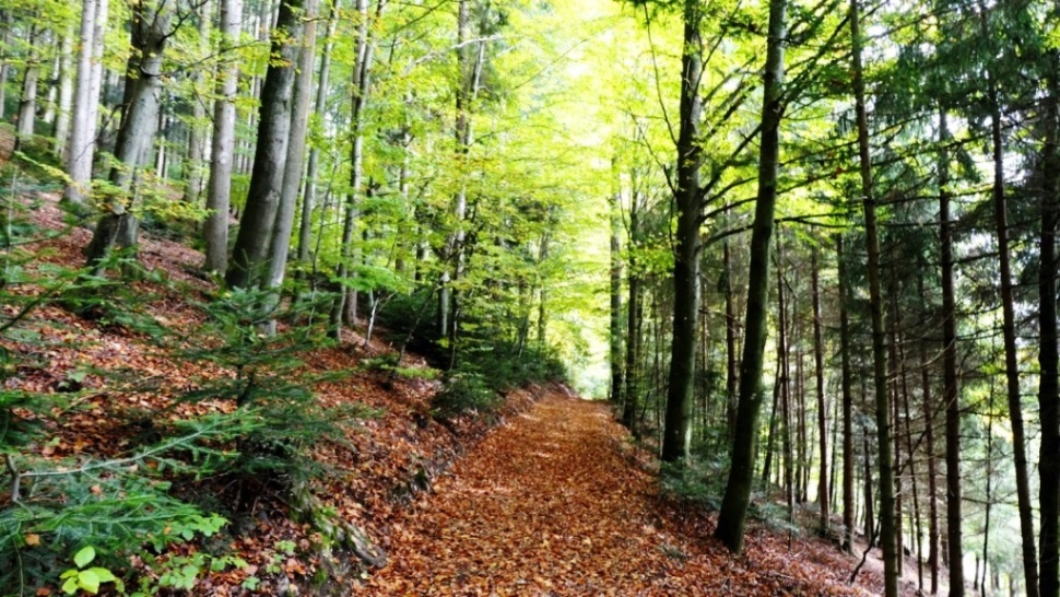 20. Oktober 2020 - Herbst auf dem Bibelweg
