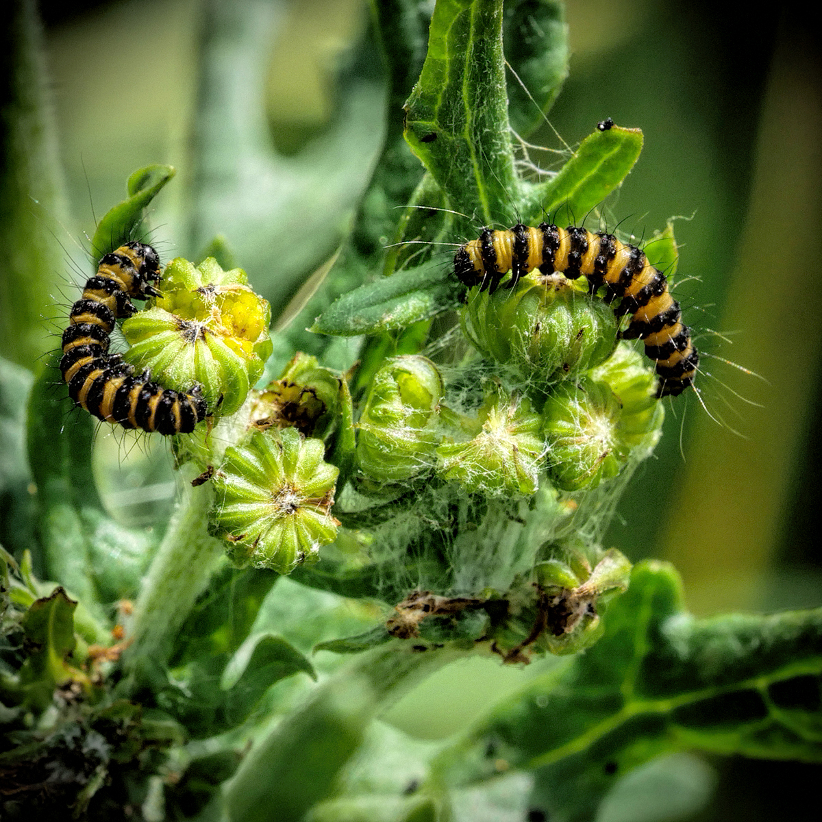 Cinnabar moth caterpillars on ragwort