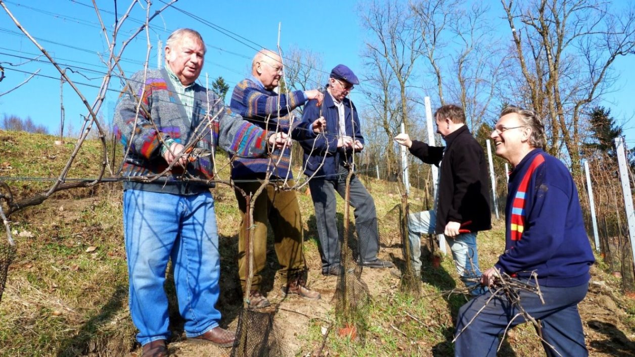 2012_03_14 Richtiger Rebschnitt