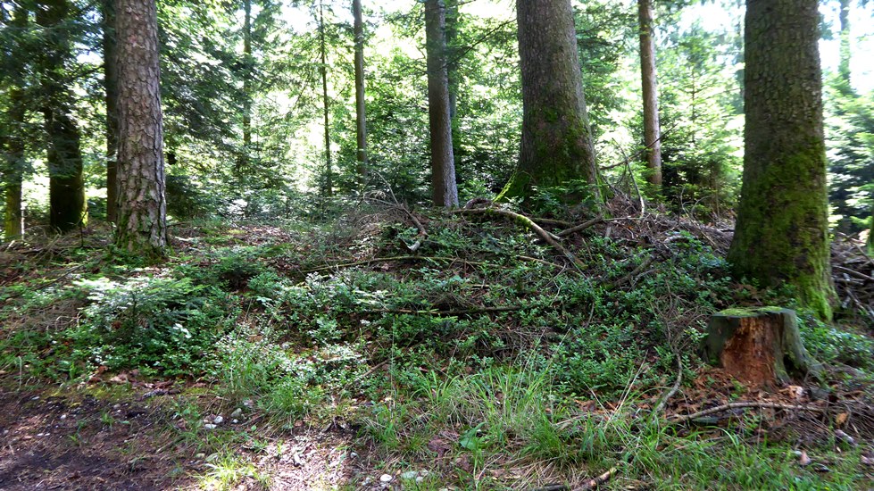 Heute zeigen sich die Grabhügel schon relativ flach !