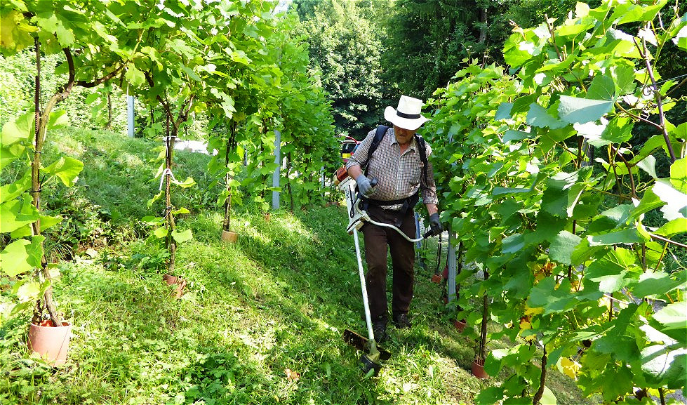 Rudi in der "Weinrebengasse"