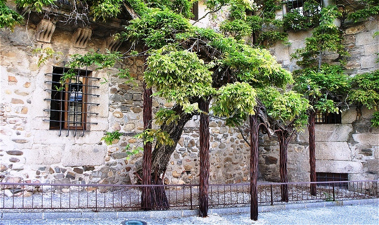 Alter Baum an der Burgmauer
