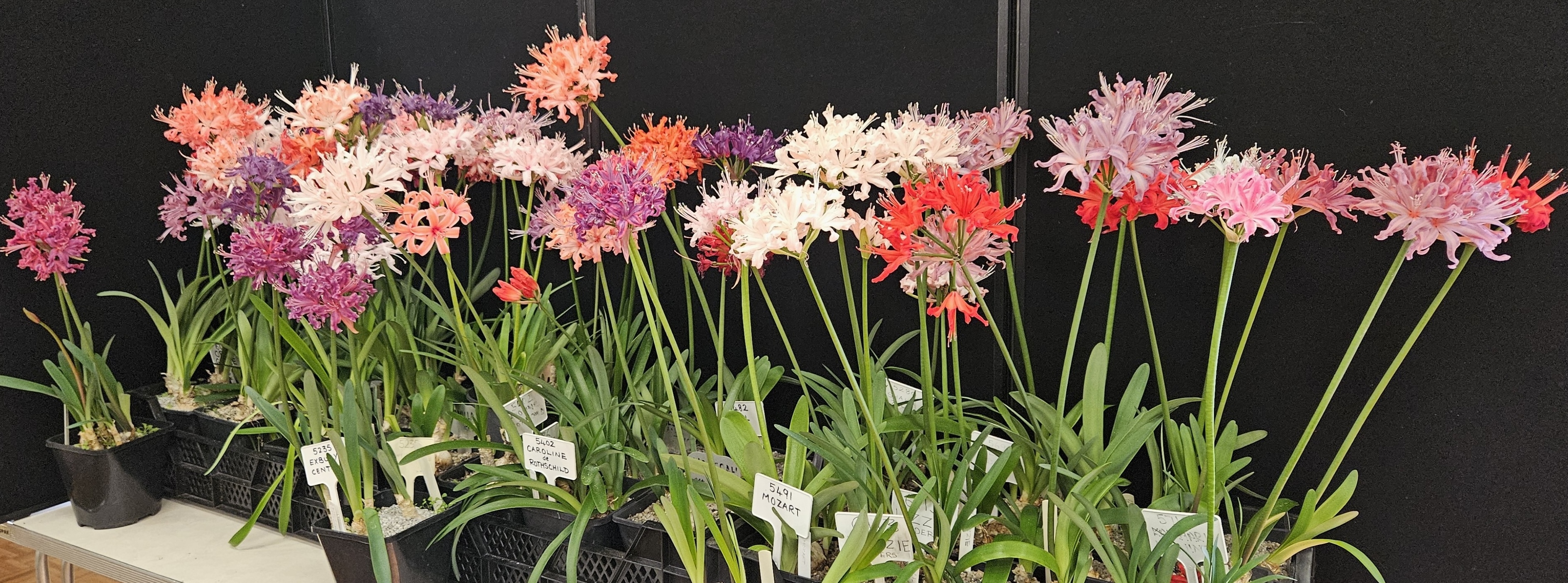 Nerines from Exbury Gardens