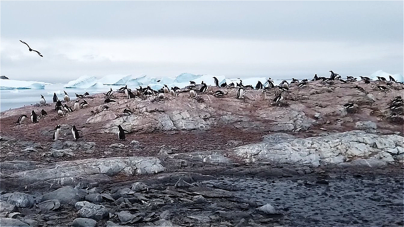 Alarm in der Kolonie - Skuas suchen nach Beute !