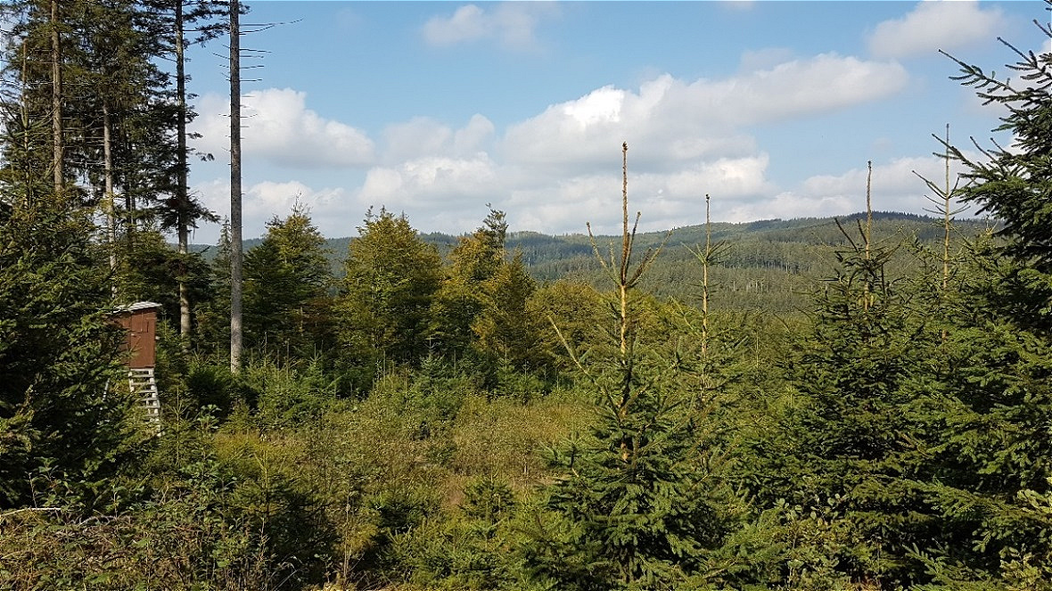 Kobernaußerwald - Ahornbergrücken