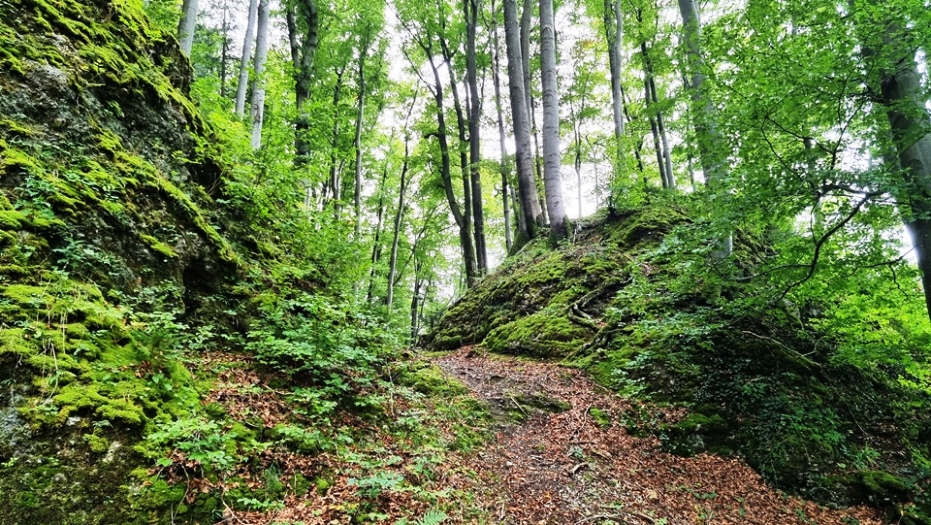 Steile Wände und Gräben durchziehen die Endmoräne aus der Mindeleiszeit