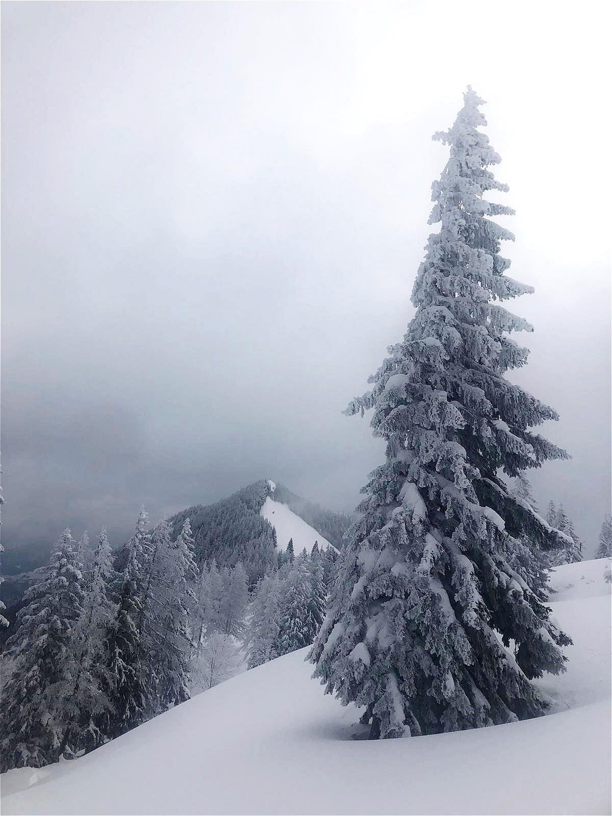 23. März 2021 Frühstückstour - Zwölferhorn