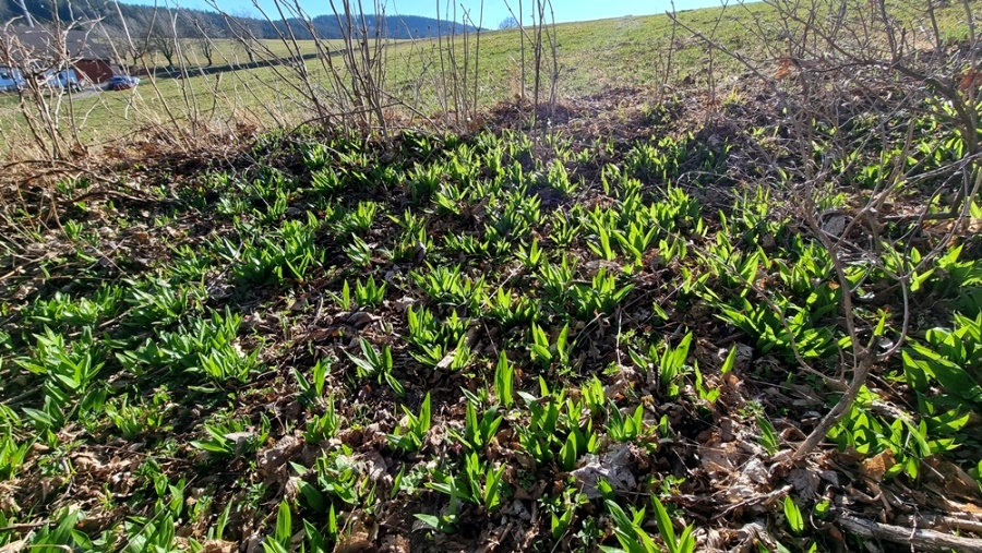 Junger Bärlauch auf der Tannbergschulter bei Grub