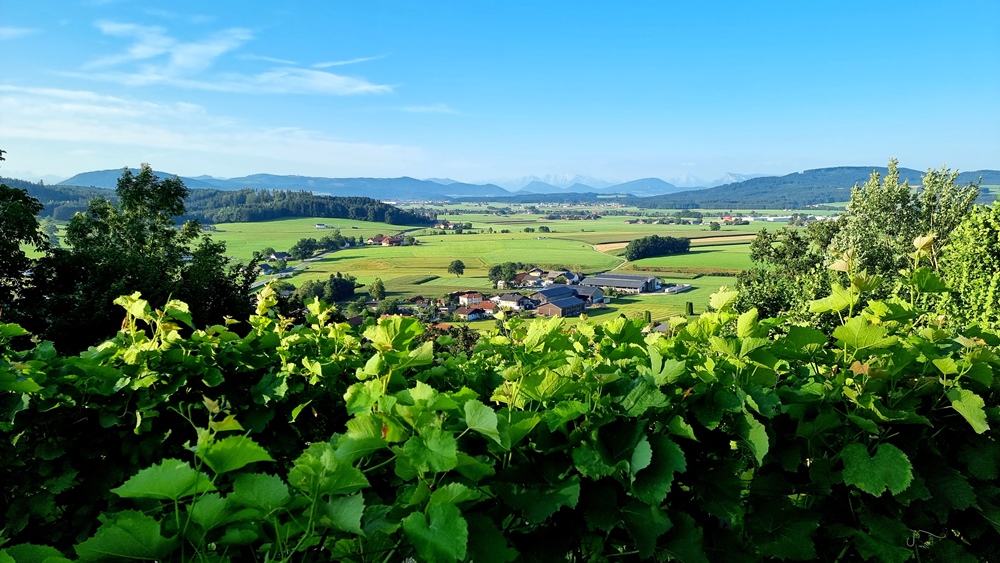 7. August 2024  Grasmahd und Netze.