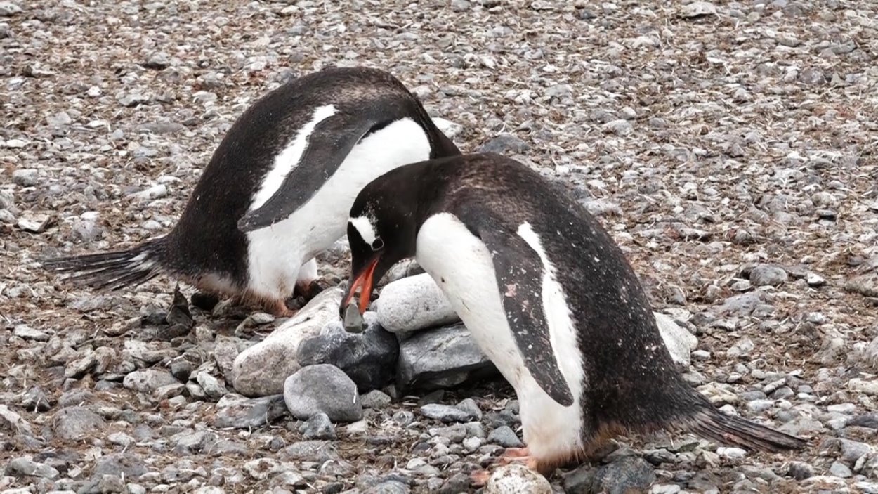 Diesen Stein brauche ich !