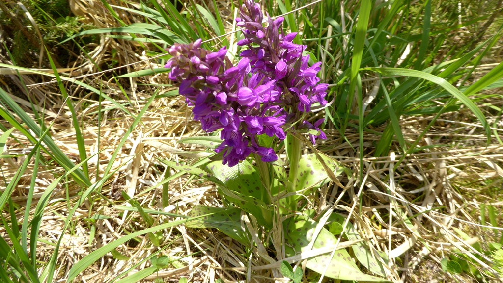 Breitblättriges Knabenkraut