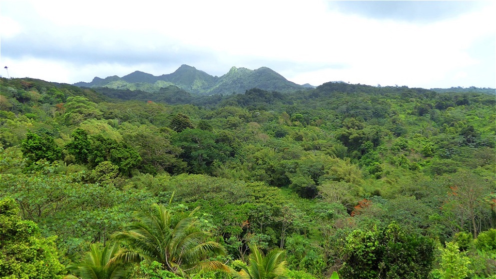 Blick über den Regenwald ins Landesinnere