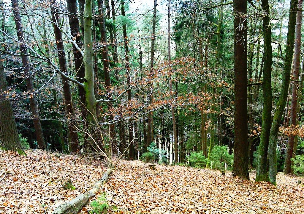 Steilabfall nach Westen zum Achleitner Weiher