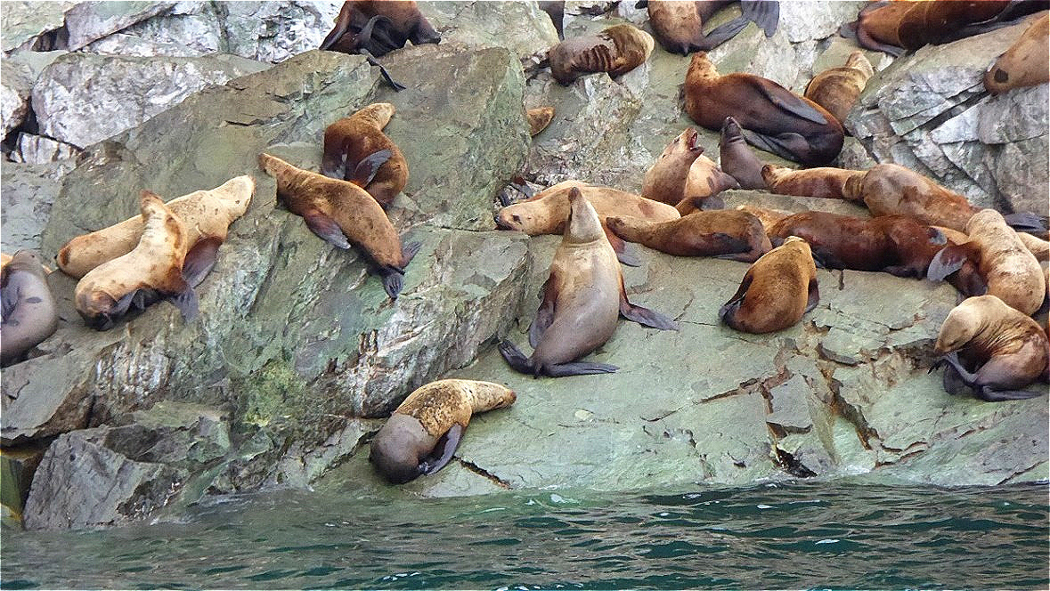 Tiere von niedrigem Rang müssen mit  den unteren Plätzen vorlieb nehmen !