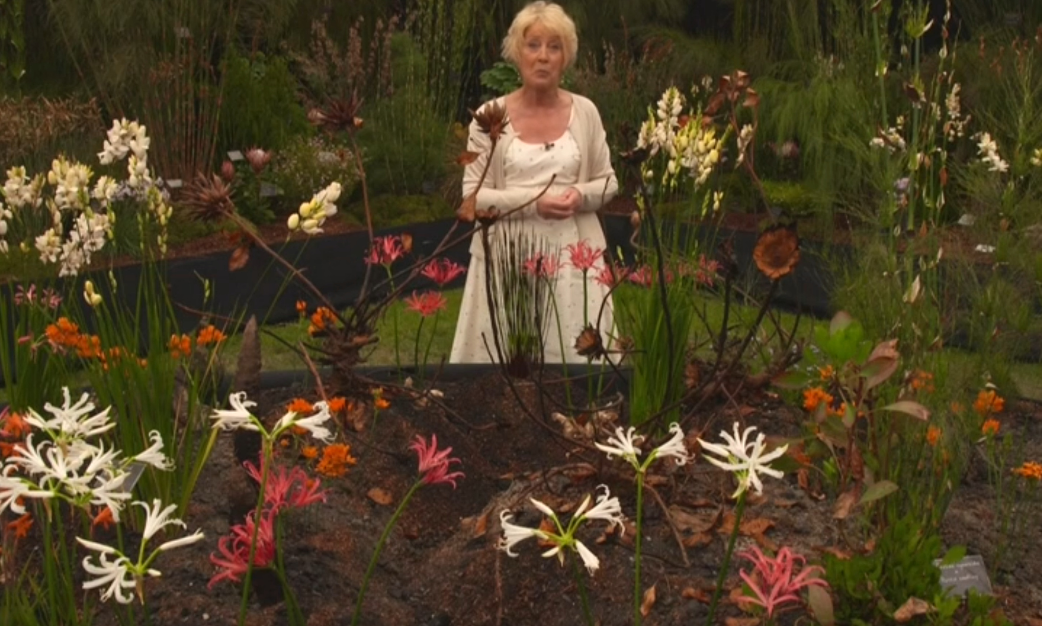 Carol Klein introducing the stand of southern African plants to viewers on BBC TV.