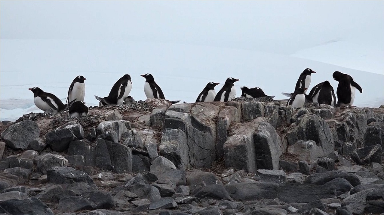 Hohe Felsen sind bevorzugte Plätze !
