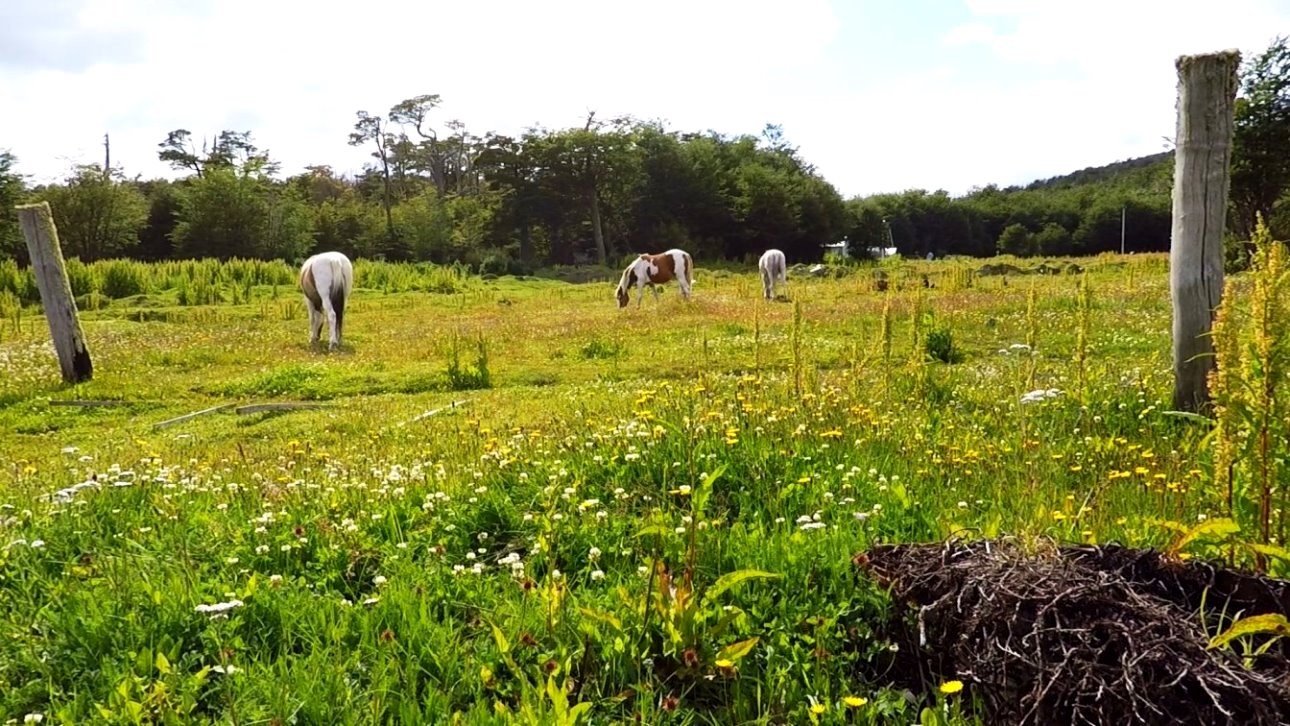 Pferde auf der Weide