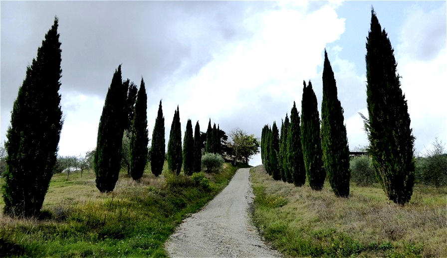 Typische Zypressenallee