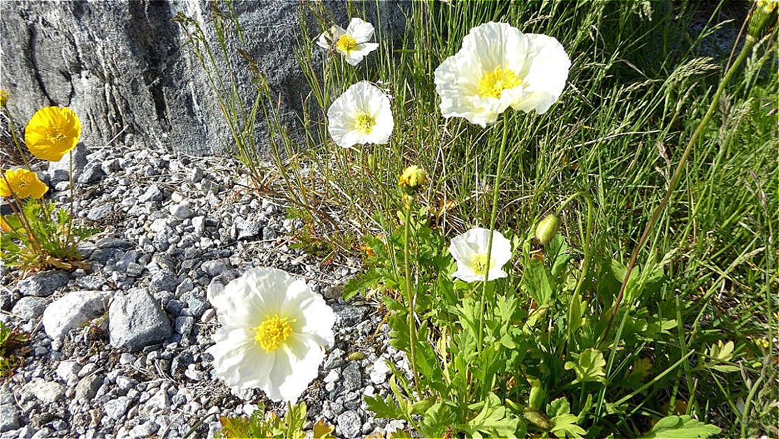  Lappland Mohn in der Farbe weiß