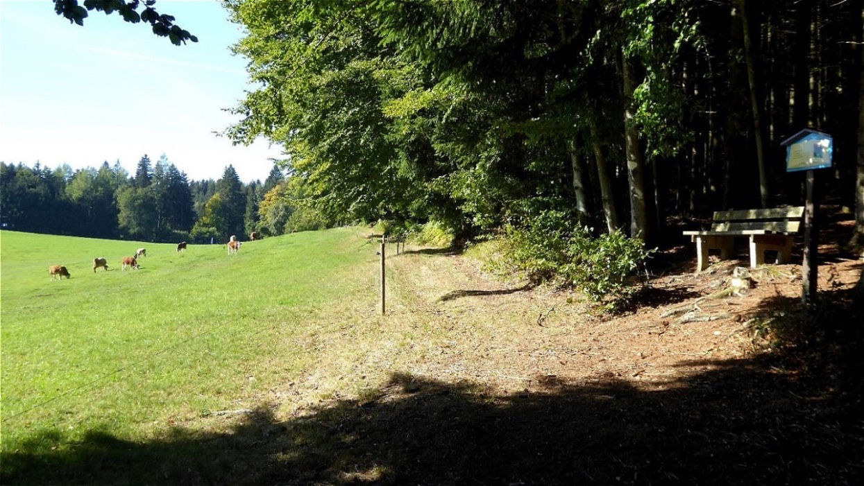 Wiese beim "Schlossmoar"