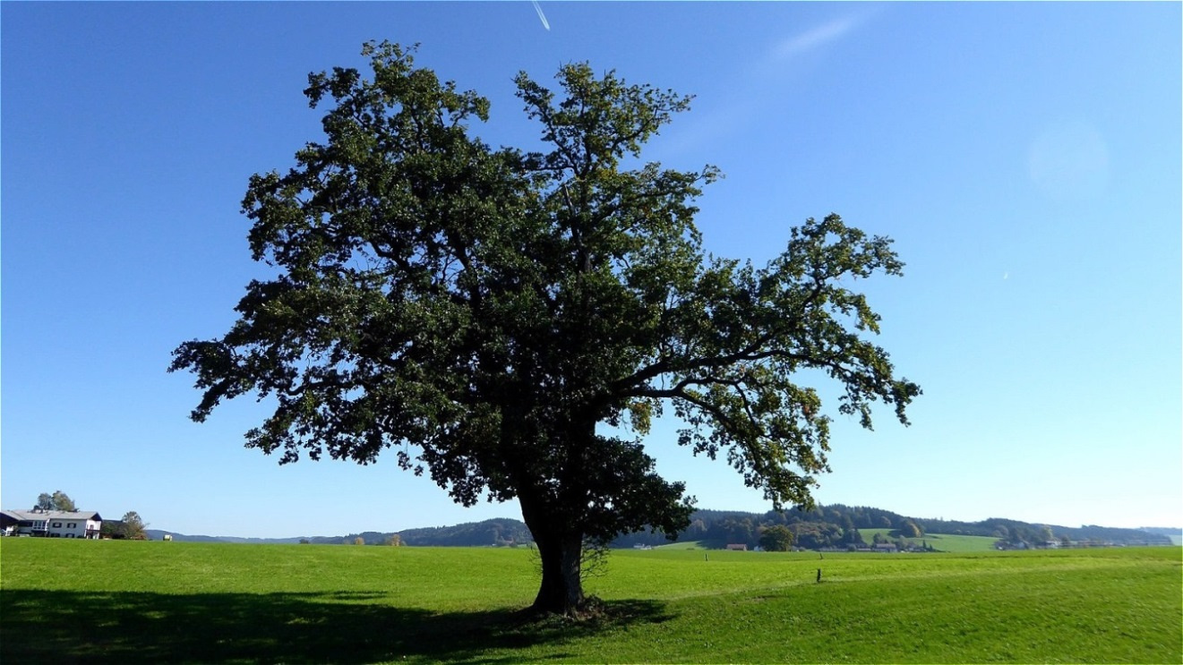 Naturdenkmal - Eiche in der Ortschaft Holz