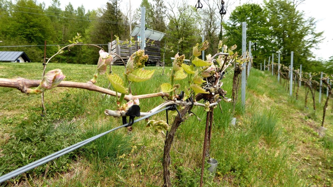 Die Solaris-Rebe hat schon kräftige Triebe