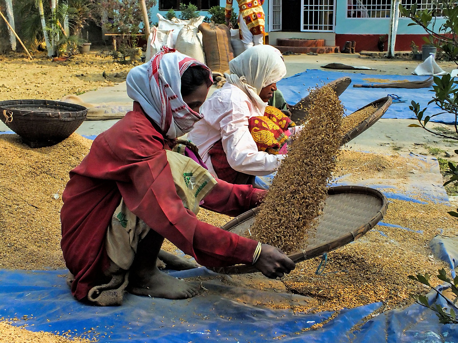 Winnowing Rice, Assam