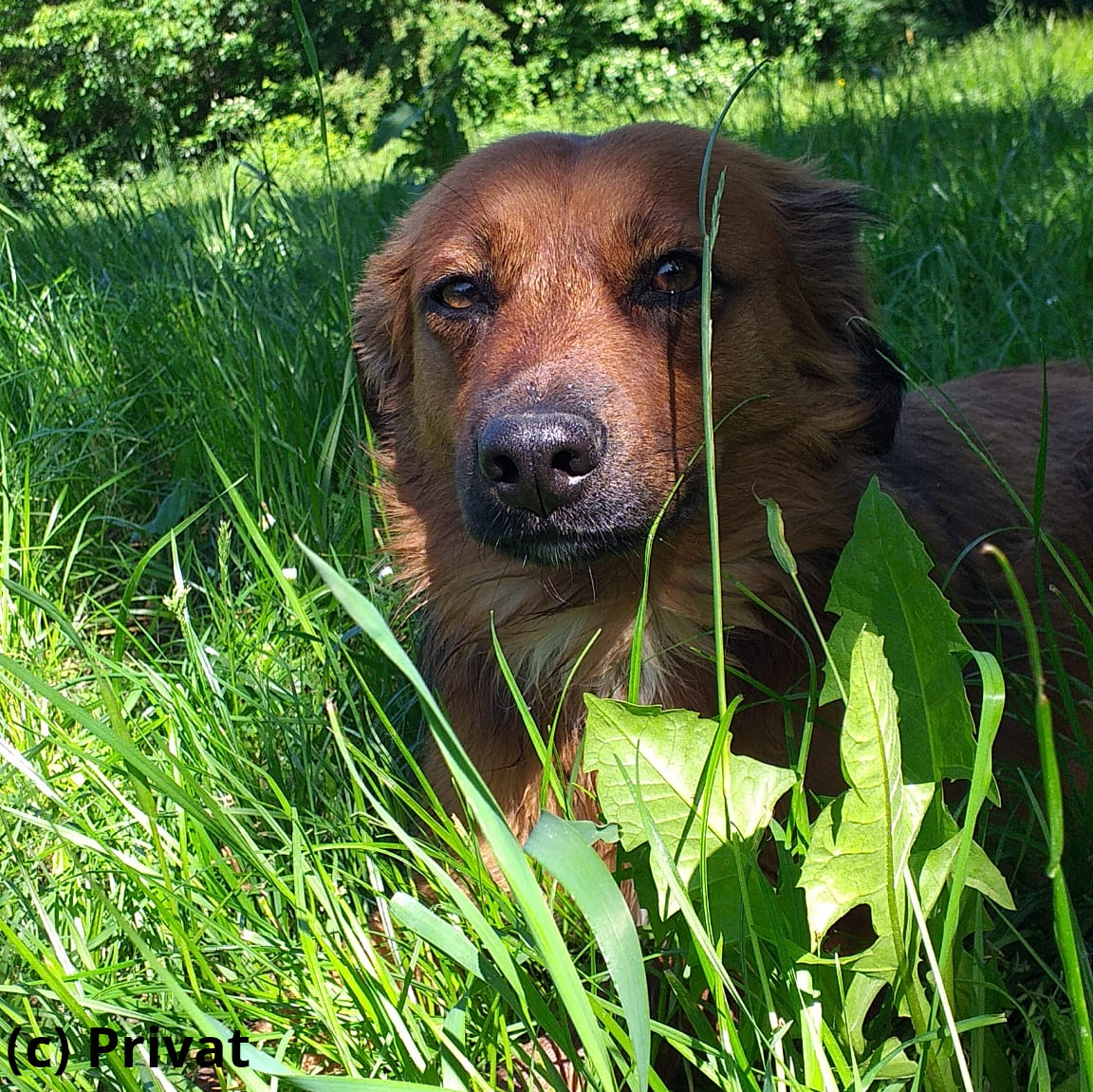 Familienhund "Alma-Akira"