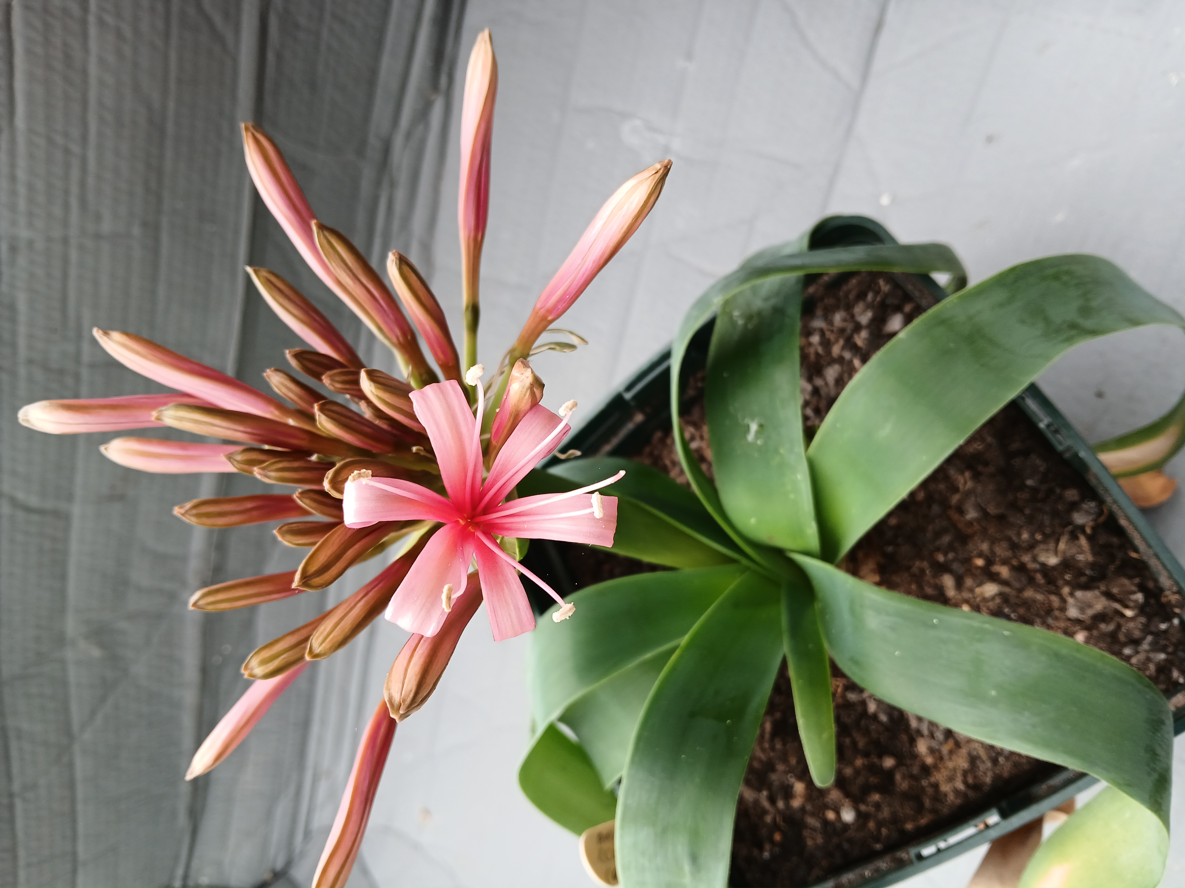 20. Ammocharis coranica