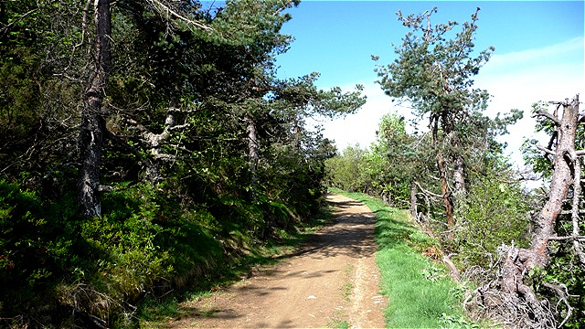 Der Weg schlängelt sich leicht ansteigend durch einen Kiefernwald