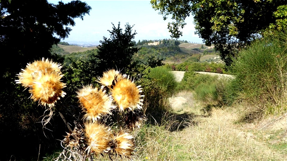 Stillleben mit Disteln