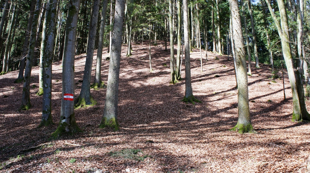 Die Hügel am Waldeingang sind riesig und haben alle eine symmetrische Form