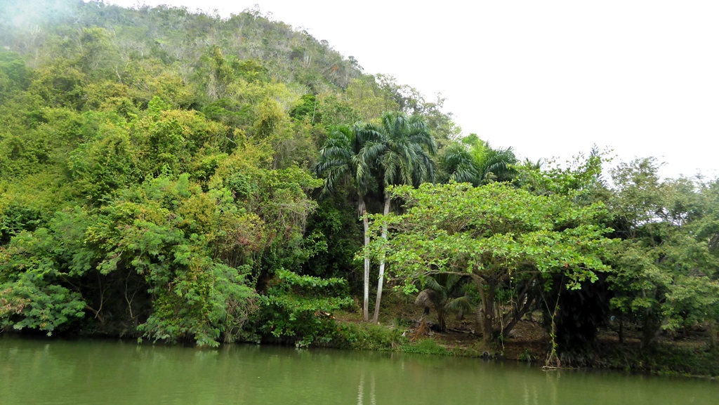 Dampfender Regenwald
