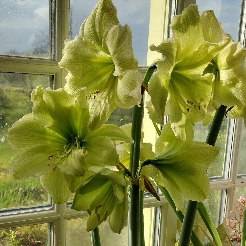 13. Hippeastrum 'Fantasy'