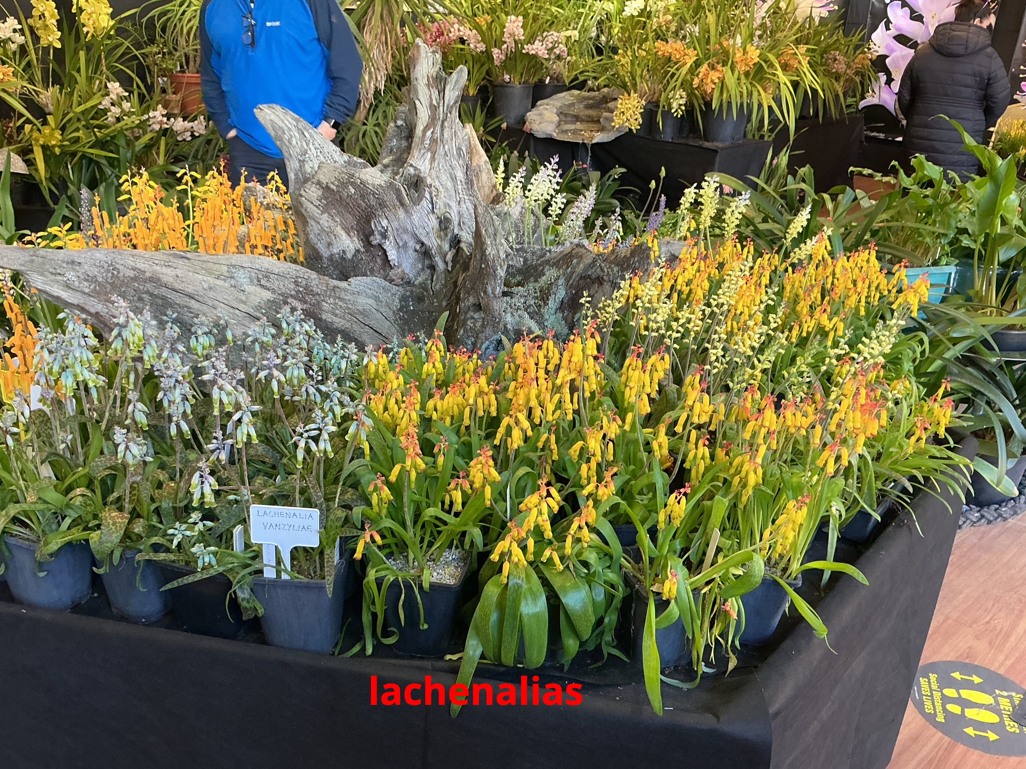 Lachenalias